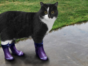 Bottes de Pluie